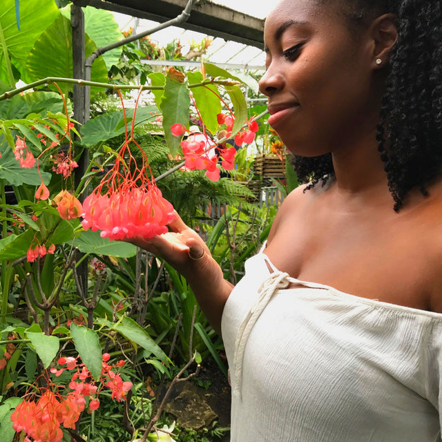 Amelias Flowers Amelia's Flowers