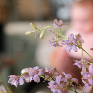 Amelia's Flowers